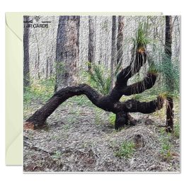 Greeting Card - Grass Tree