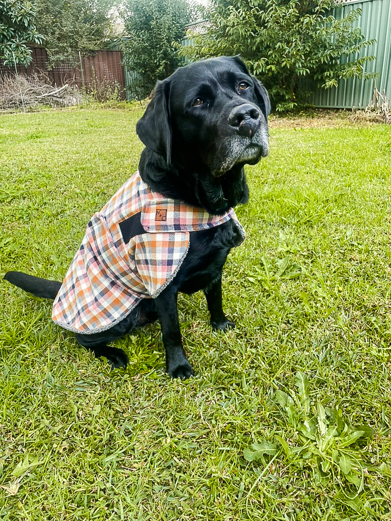Chai Spice Dog Coat