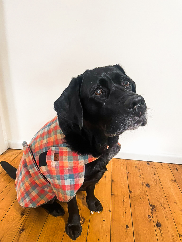 Pumpkin Spice Dog Coat