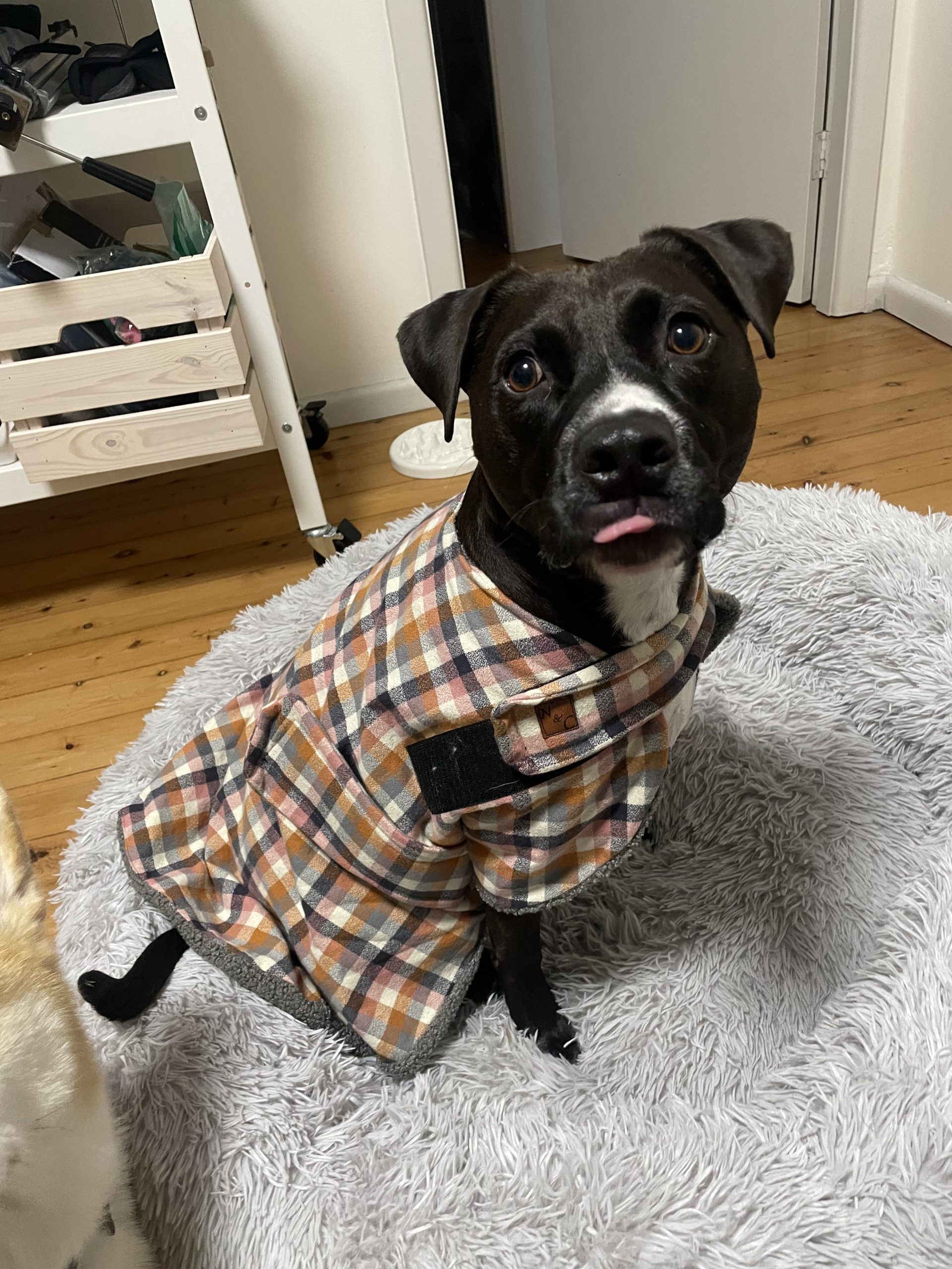 Chai Spice Dog Coat - Image 5