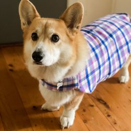 Berry Bliss Dog Coat