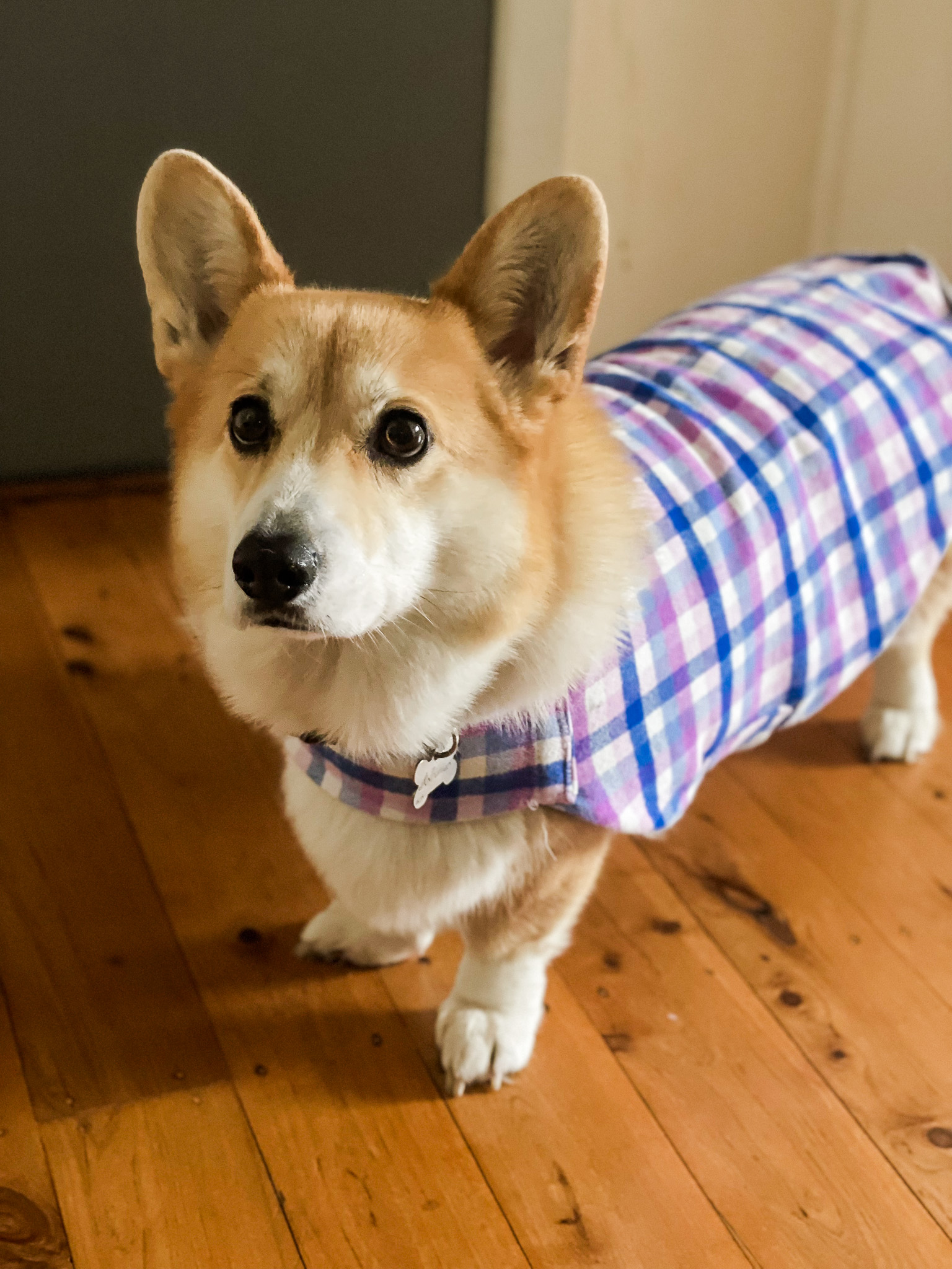 Berry Bliss Dog Coat