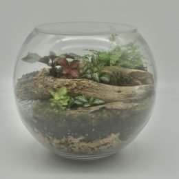 Medium Fishbowl Terrarium (enclosed)