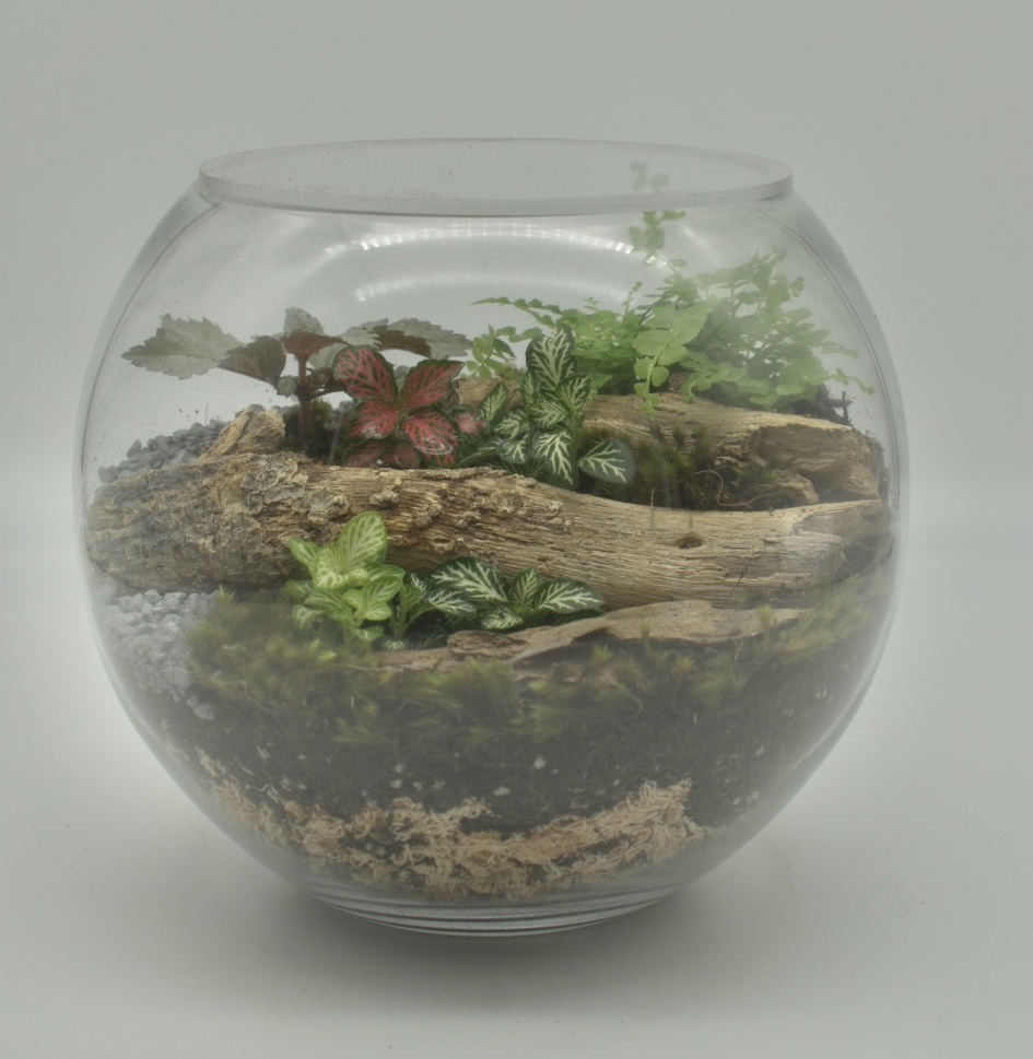 Medium Fishbowl Terrarium (enclosed)