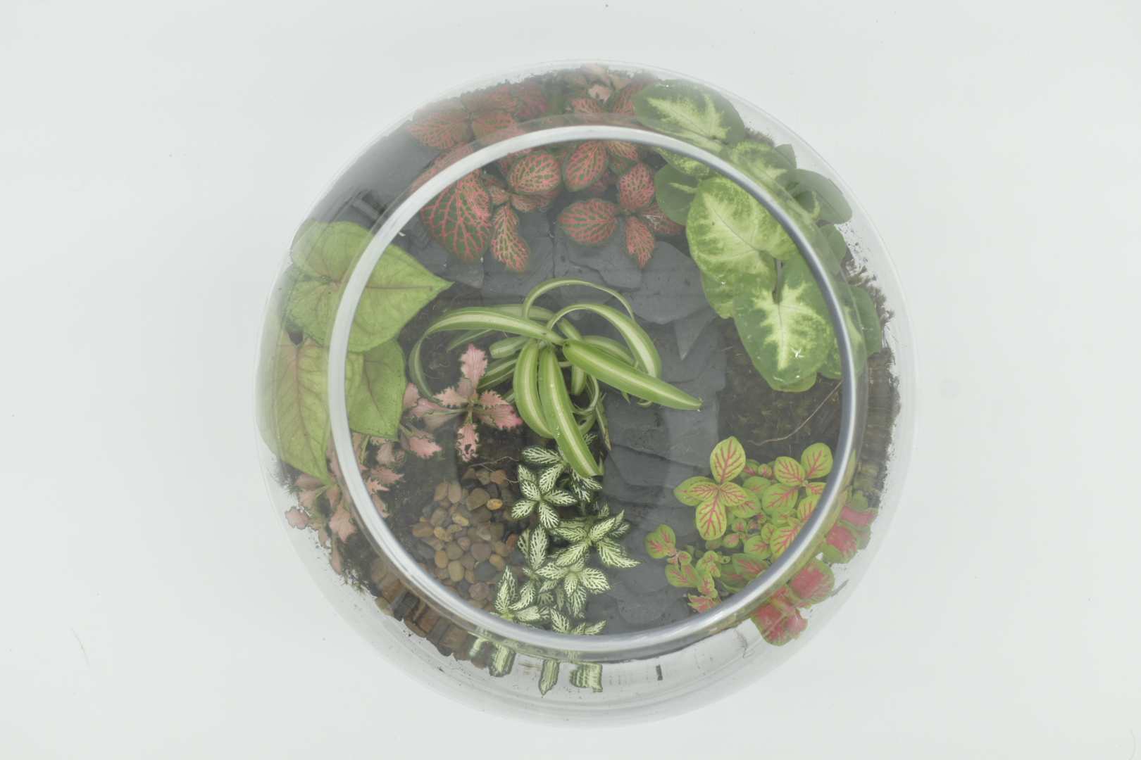 Large Fishbowl Terrarium (enclosed) - Image 3